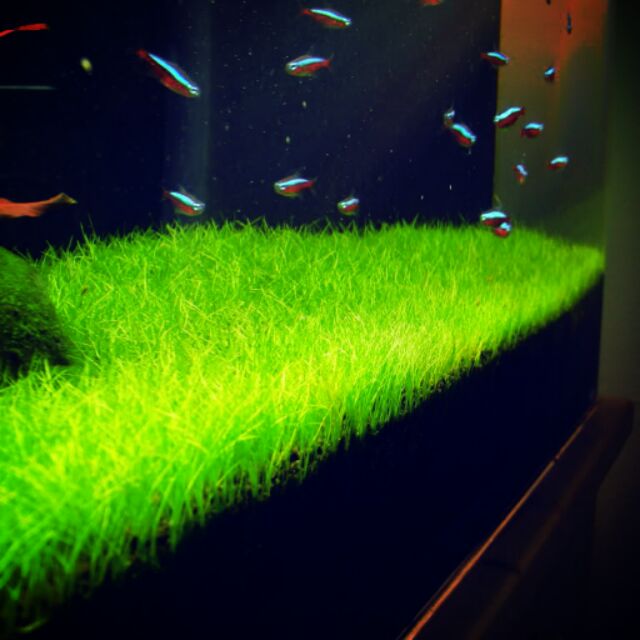 Shrimp Fish: Japanese Mini Hairgrass Aquarium Plants | Shopee Malaysia