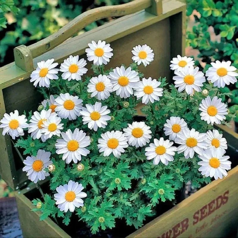 【Ready Stock】 Biji Benih Bunga Chrysanthemum Paludosum Flower seeds