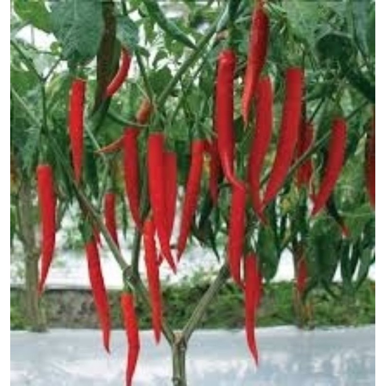 Chili Seed Benih Cili Besar 30seeds Shopee Malaysia