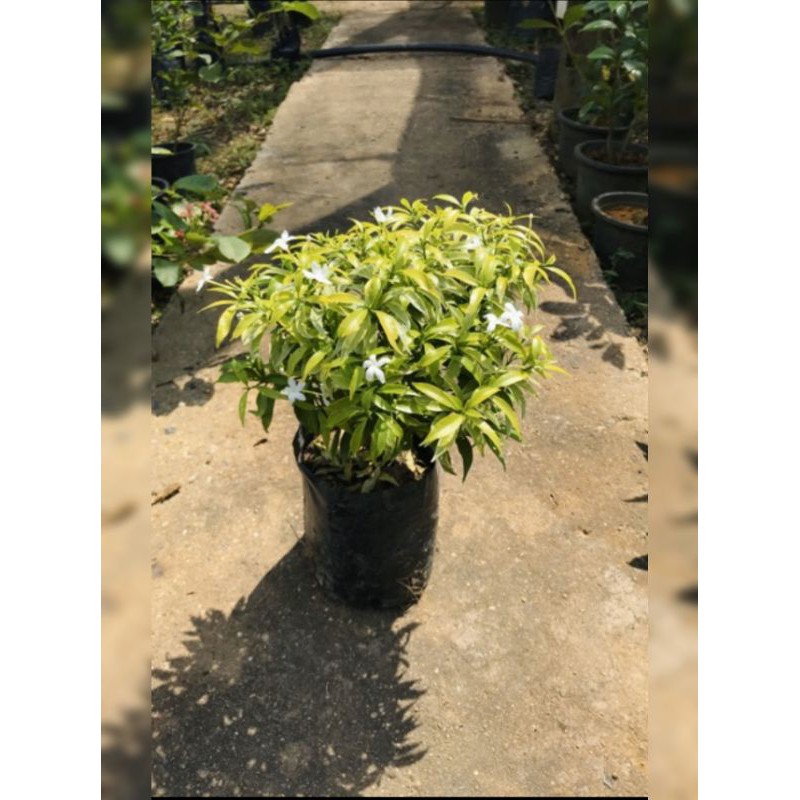 Pokok Bunga Jeliti Thai Rombusa Mini Daun Kuning Shopee Malaysia