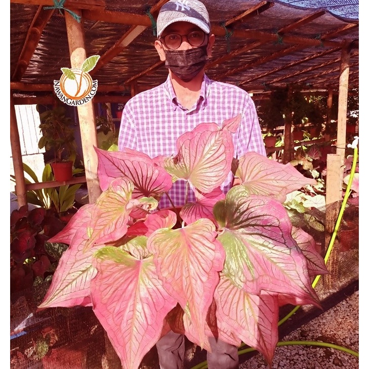[Hot Selling] Baby Caladium INFINITY Thailand/ Pokok Keladi Infinity ...