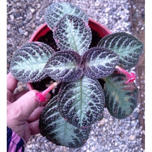 Episcia 'Chocolate Soldier' (Gesneriasceae) | Shopee Malaysia