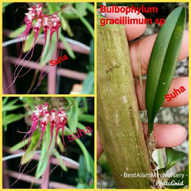 Orkid Bulbophyllum gracillimum sp (Mini).. KECIL tapi unik.. Cutting 1 ...