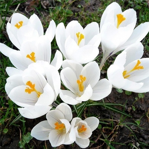 100pcs Saffron Seeds Crocus Flower Seeds Easy to Grow Home Garden Plant