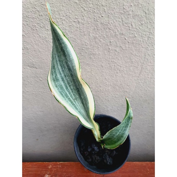 Sansevieria Beauty Queen | Rare Plant | Shopee Malaysia