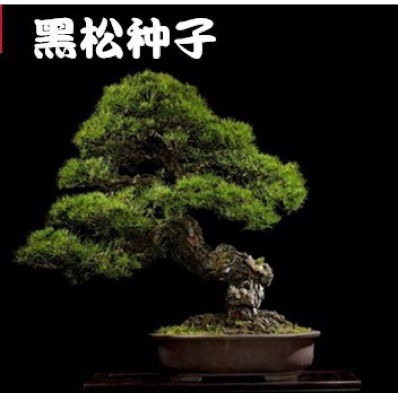 本物保証! 真柏盆栽根づら¥25000→¥23000 植物/観葉植物