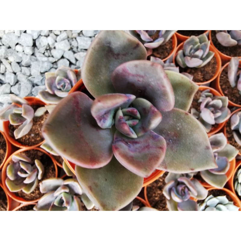 Echeveria atropurpurea旭鹤多肉植物| Shopee Malaysia