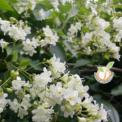 [Fragrance Flower] Porana Volubilis Snow Vine Live Plant/ Pokok Bunga ...