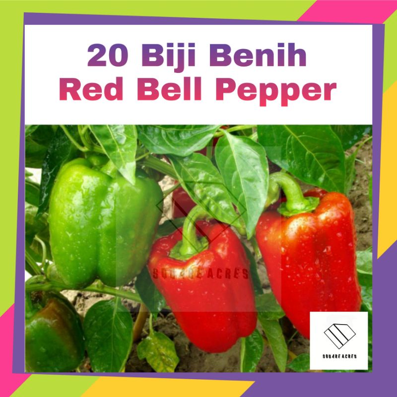 20 Biji Benih Lada Benggala Bell Pepper Shopee Malaysia