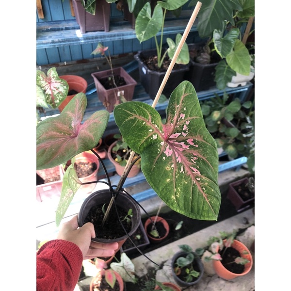 set khas caladium pelbagai | Shopee Malaysia