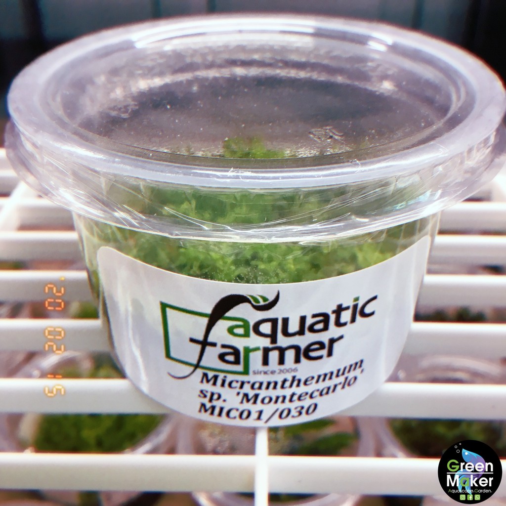 Micranthemum sp. 'Montecarlo' Tissue Culture (Aquatic Plant) Shopee