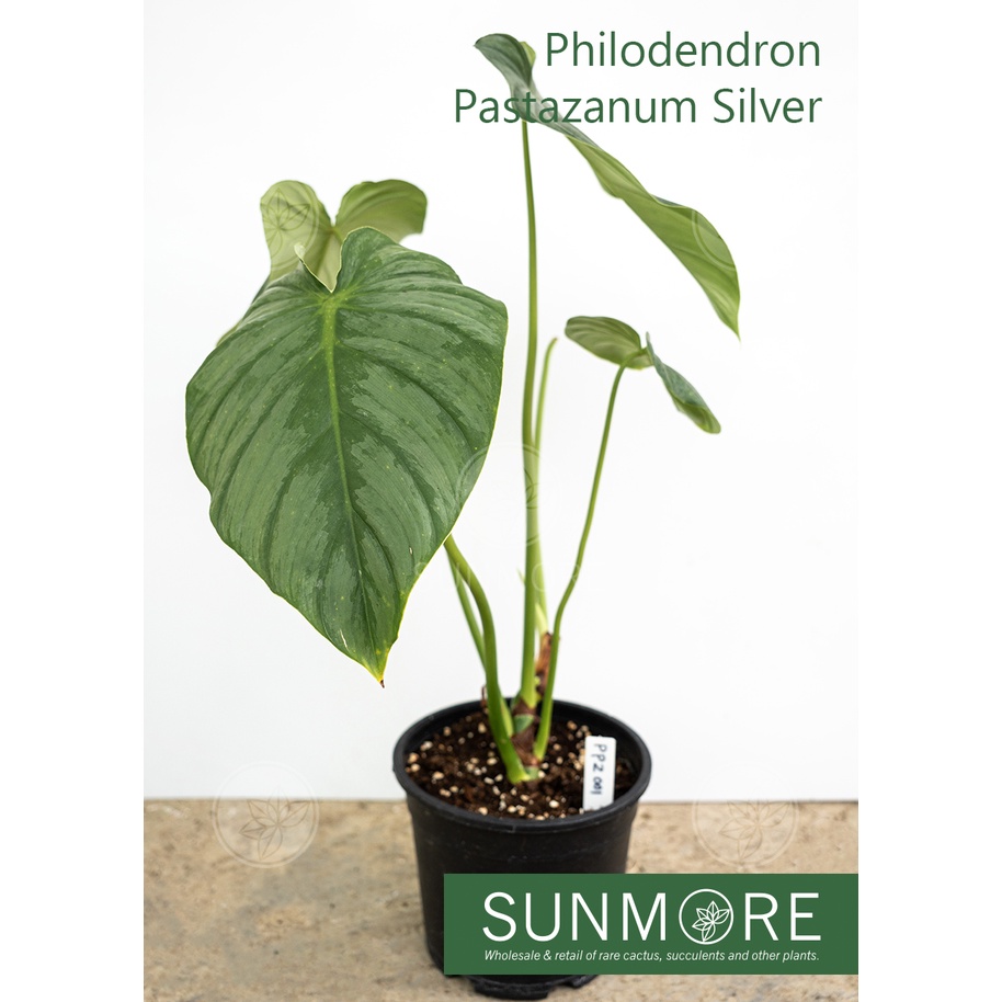 Sunmore | Philodendron Pastazanum Silver 帕斯塔薩蔓绿绒 (Imported/Rare ...