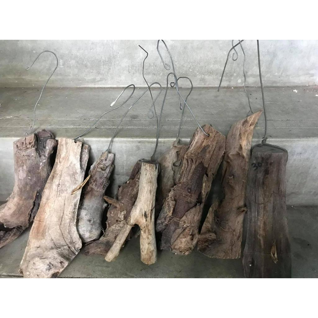 Hang On Driftwood Wood , Kayu Ikat Orchid , Air Plant Pokok (For ...