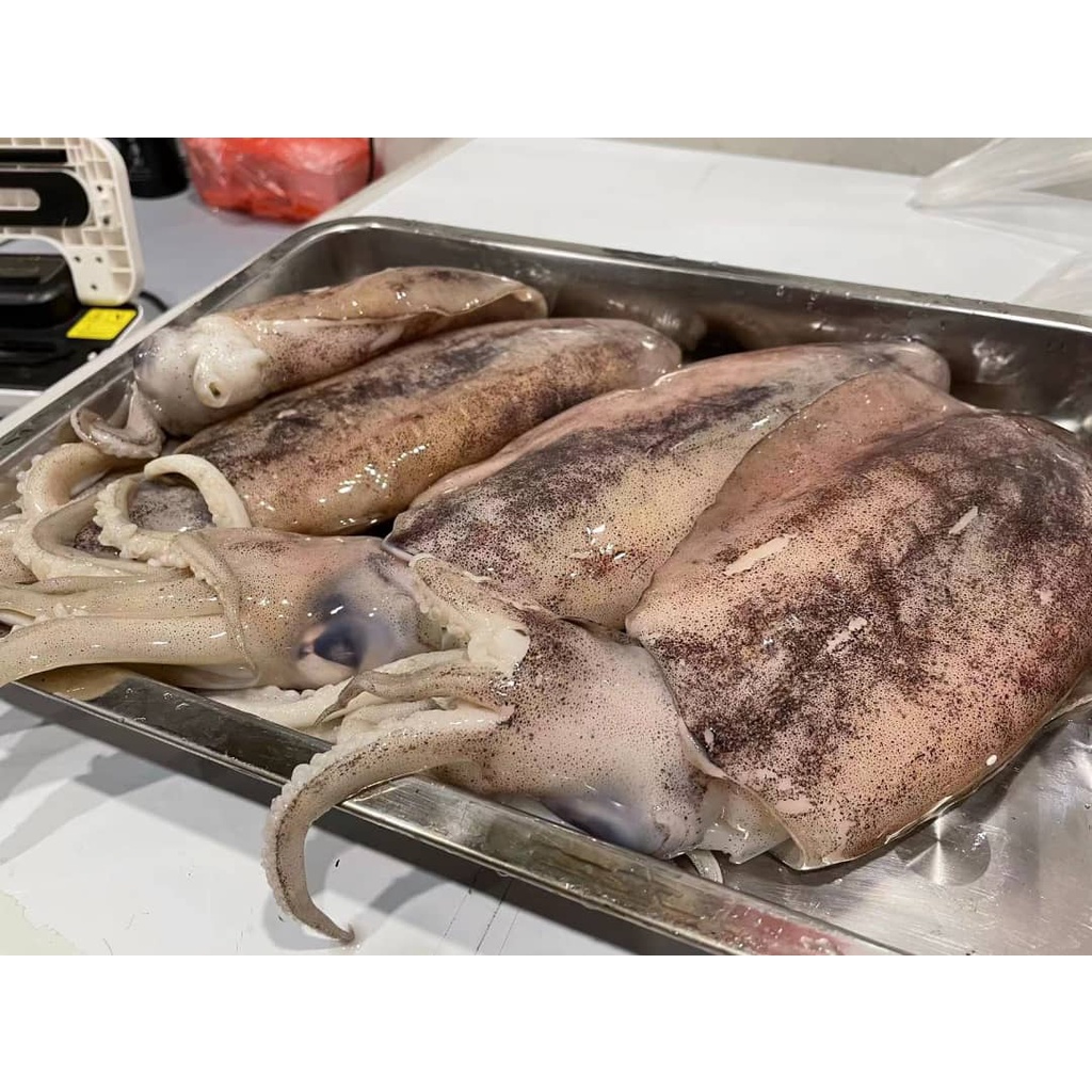 IPOH SEAFOOD2.7kg3KG+ GIANT CUTTLEFISH (SEPIIDAE) / 大目斗 MIN ORDER4