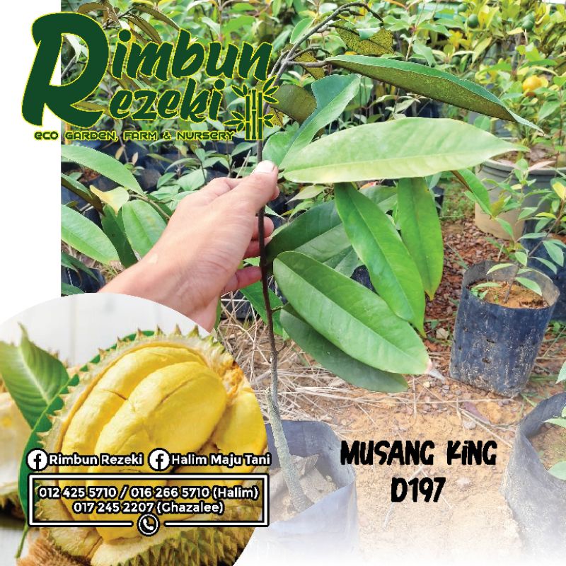 Pokok Durian Musang King D197 (pokok Kahwin 1kaki +/-) | Shopee Malaysia