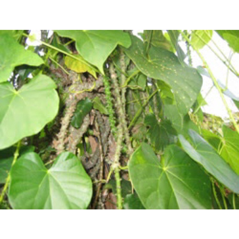 SERBUK BATANG BAKAWALI/BUTROWALI/PATAWALI/AKAR SERUNTUN(100gram ...