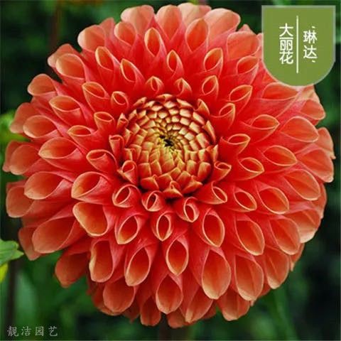 【Fresh seed】Double [Dahlia Seeds] Flower Seeds200粒重瓣【大丽花种子】花种子 | Shopee ...
