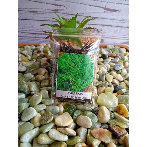 Biji Benih : Ulam Raja | Shopee Malaysia