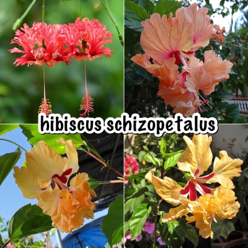 Pokok bunga raya Hibiscus schizopetalus coral, pagoda peach dan kuning ...