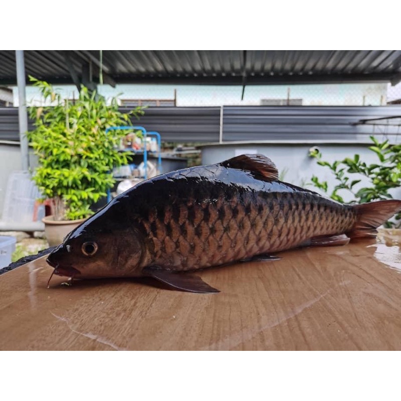 Empurau fish, live or frozen 忘不了 活鱼 或 冰冻 | Shopee Malaysia
