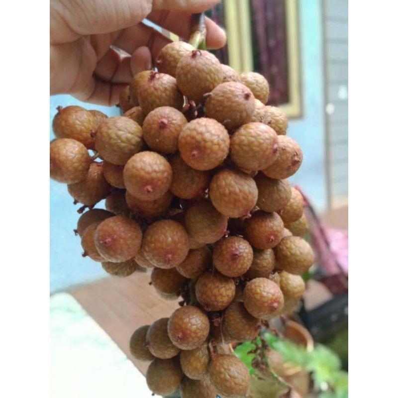 New/500grm Rattan Fruit/Orange Fruit/HOE Fruit/Fresh Rattan Fruit Shopee Malaysia