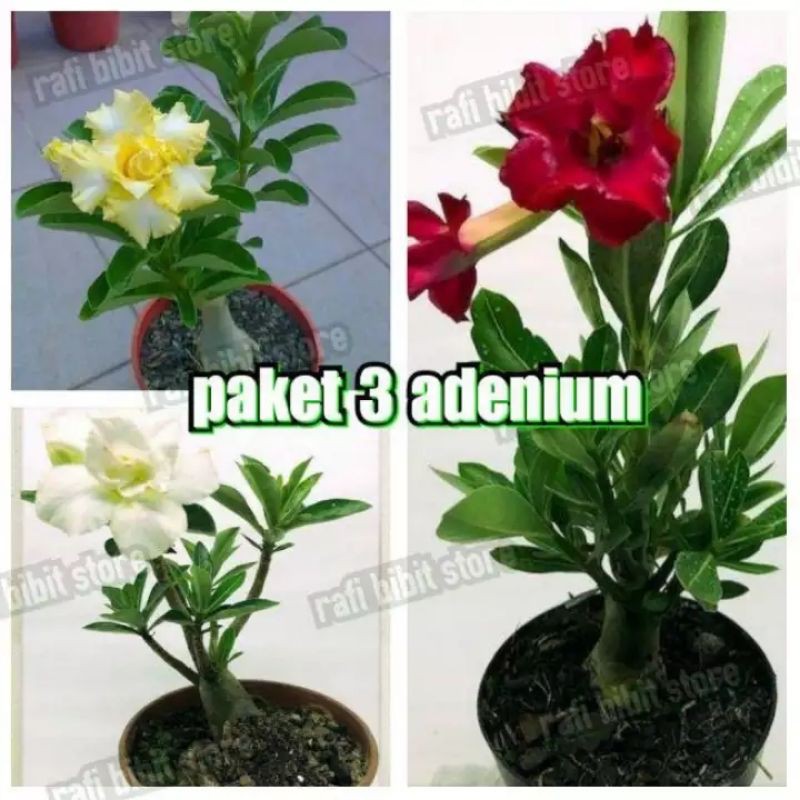Package of 3 Japanese frangipani adenium plants - adenium ornamental ...