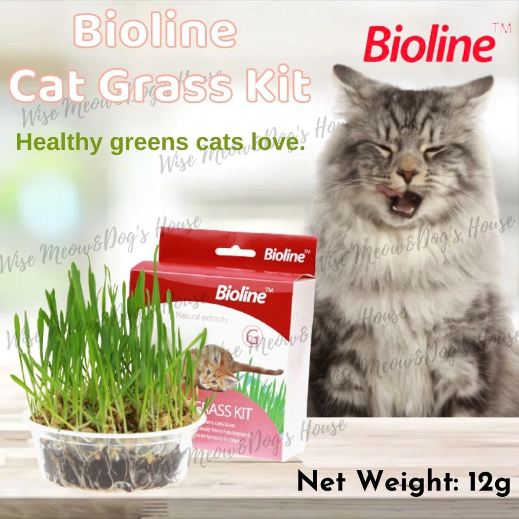 Bioline Cat Grass Kit 12g Easy Self Grow Cat Grass Set Rumput