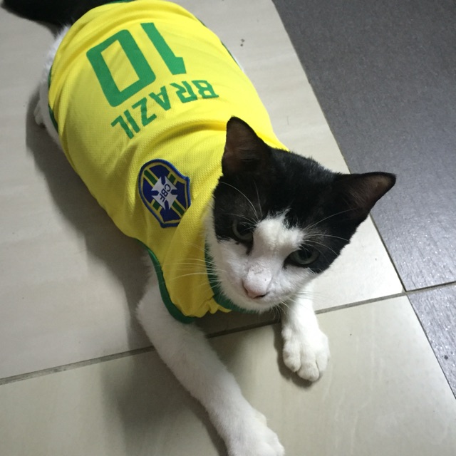 cat wearing football jersey｜TikTok Search