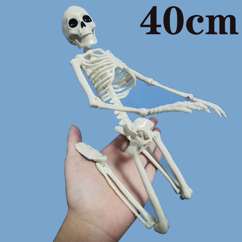 Active Human Skeleton Model Anatomy Medicine Learning Model Halloween ...