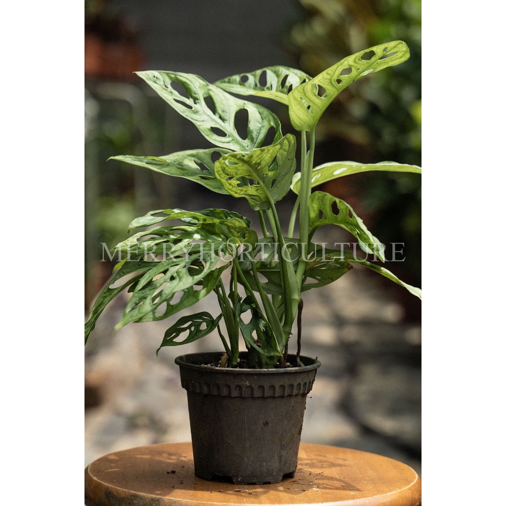 rhapis palm plant Rhapis gracilis The Miniature Lady Palm Tree Plant Tropical Medium main image 0
