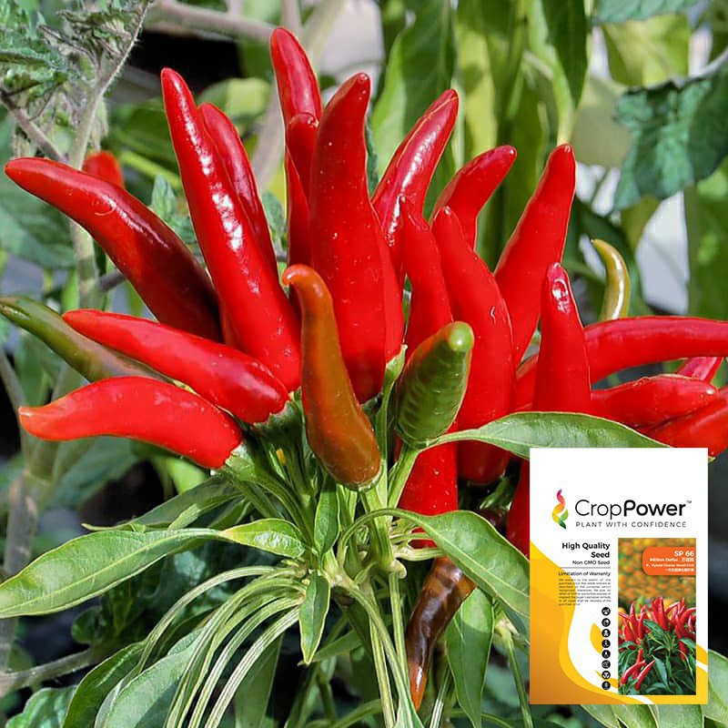 Biji Benih Cili Jambak Cluster Chillies Seeds 10 Seeds Repack Crop