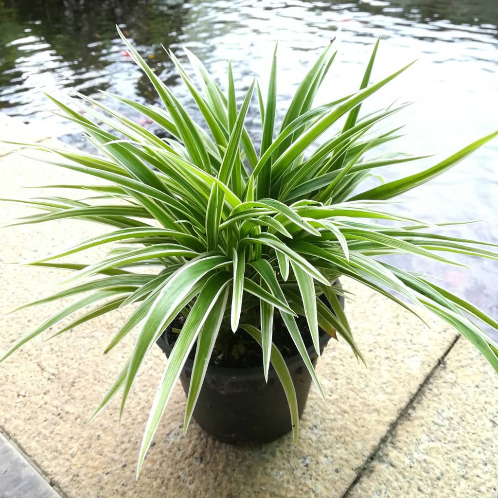 Chlorophytum Laxum (P120) spider plant - Real Plant | Shopee Malaysia