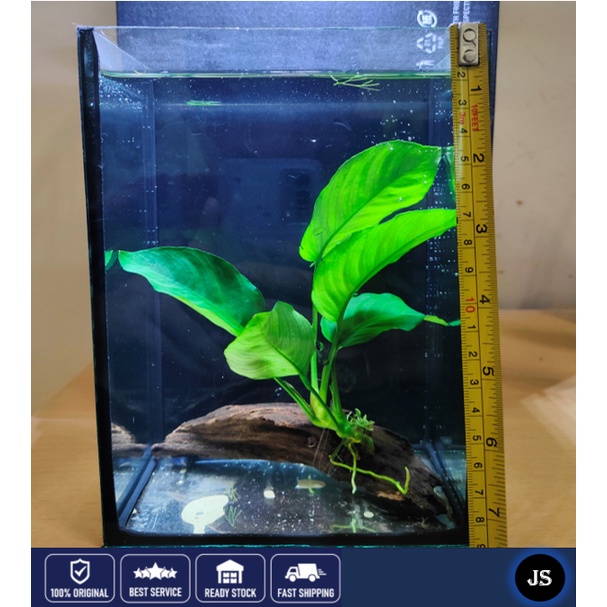 🔥Buy 3 Free 1🔥Anubias, Windelov & Java Fern Aquatic Live Plant (Anubias