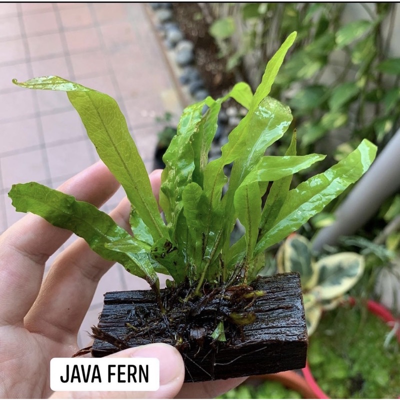 (DOA) Java Fern /Microsorium Pteropus (Lowtech Plant) Aquatic Plant ...