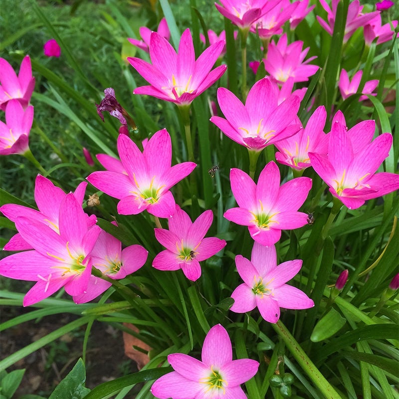 Lily Rain Pink Bulb / Zephyranthe Cuban zephyrlily, rosy rain lily ...