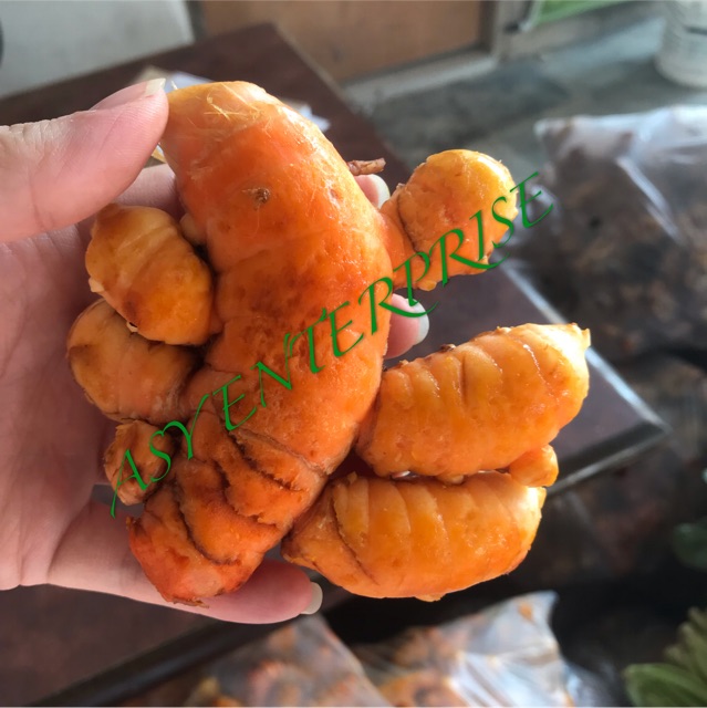 Kunyit Hidup / Fresh Turmeric / 新鲜黄姜 500G+- | Shopee Malaysia