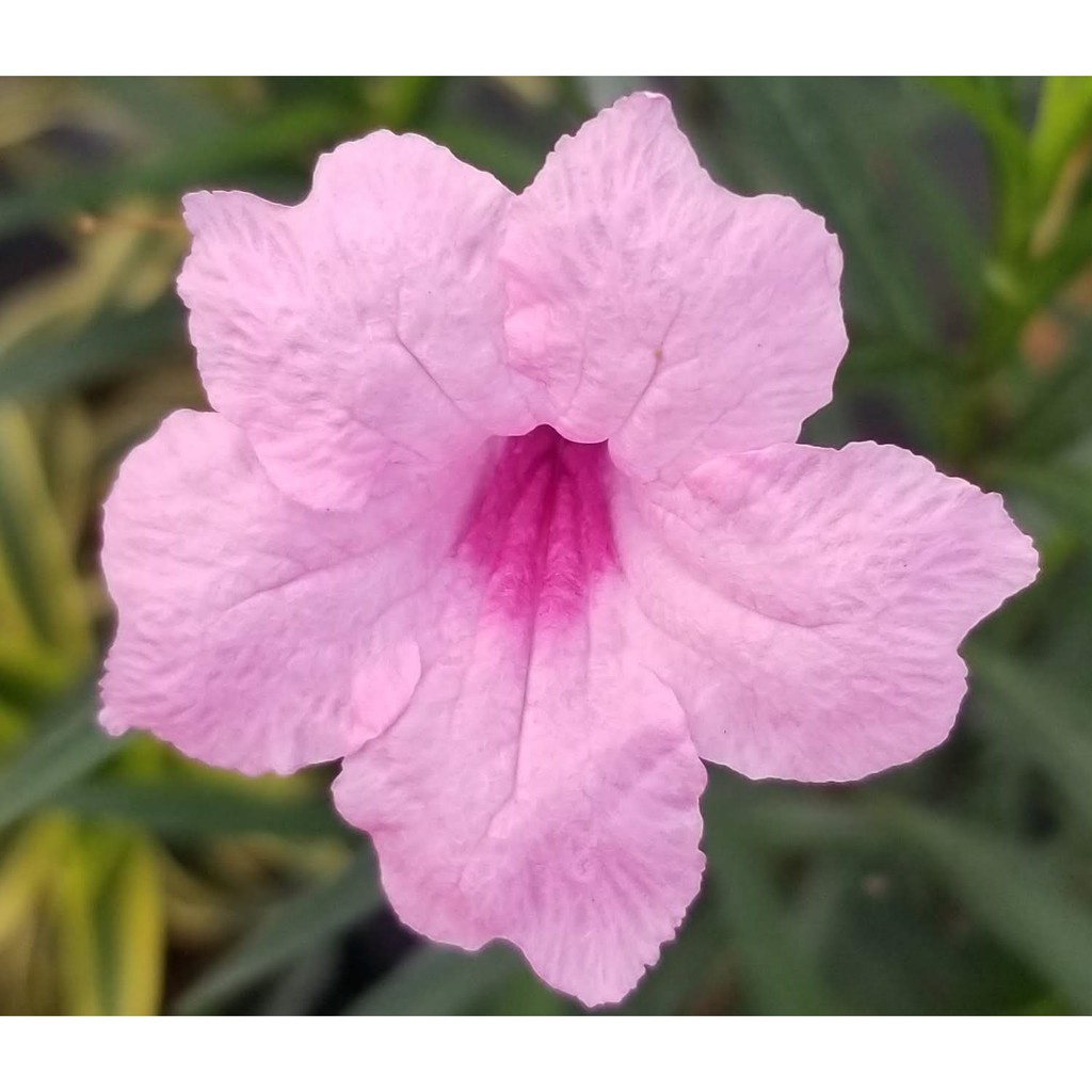 Bubble Linen Shirt | Petunia Pink main image 0