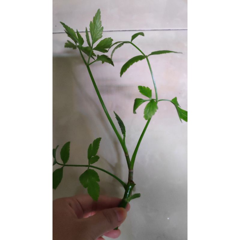 FRESH WATER CELERY WITH ROOT / ANAK POKOK DAUN SELOM /KERATAN