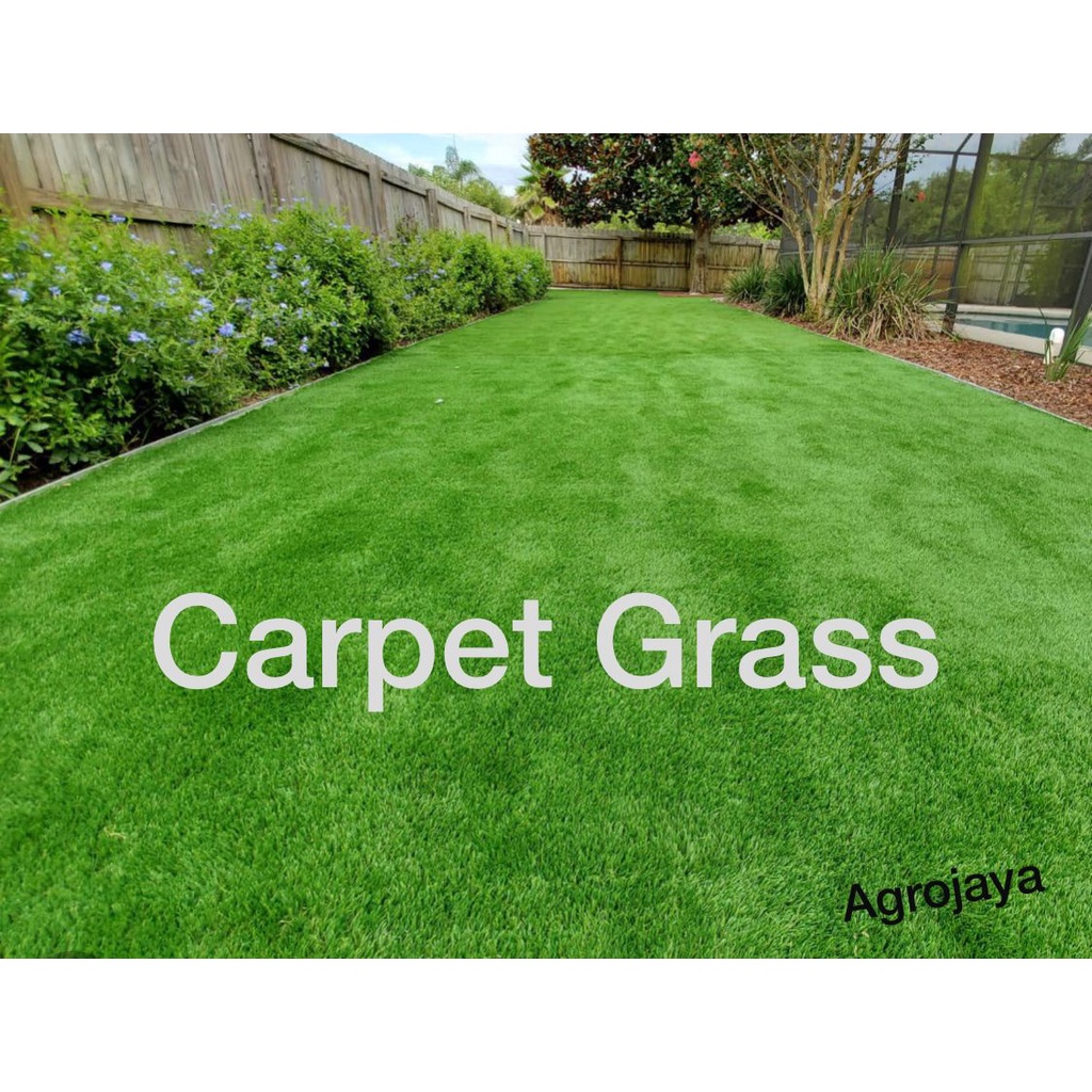 Premium Bermuda Grass Seed / Carpet Grass Seed 100gm ( Repacking ）地毯草籽