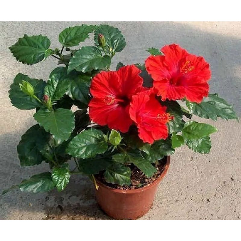 pokok bunga raya merah | Shopee Malaysia