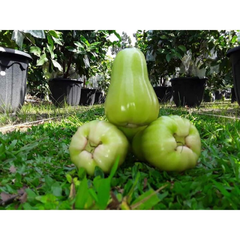 Pokok Jambu Madu Hijau Shopee Malaysia