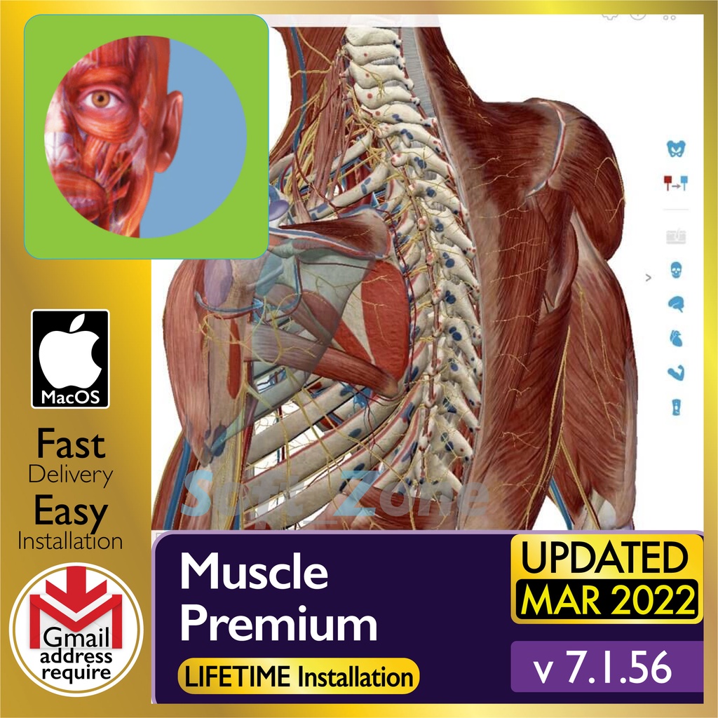 Muscle Premium 7.1.56- 3D Models of Normal Anatomy & Pathologies ...
