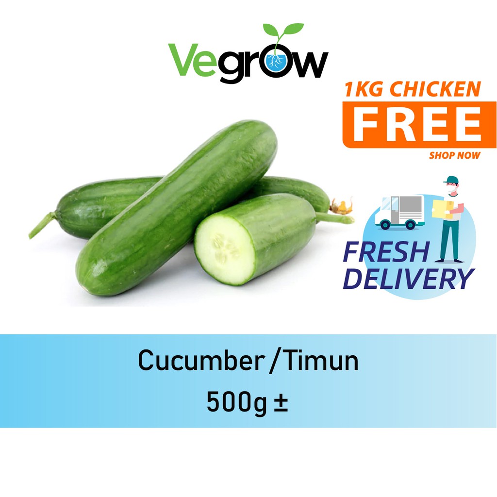 🔥FRESH 🔥Cucumber / Timun 500g +- | Shopee Malaysia