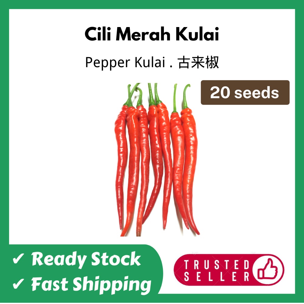 CILI MERAH KULAI/ LONG CHILLI (Vegetables Seeds/ Biji Benih/ 蔬菜种子 ...