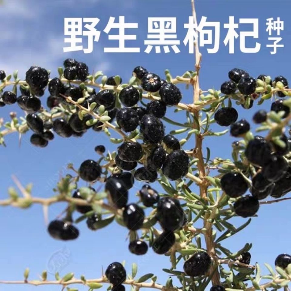 枸杞种子黑枸杞种子传统中草药种子 Black Goji Berry Lycium chinense Traditional Chinese ...