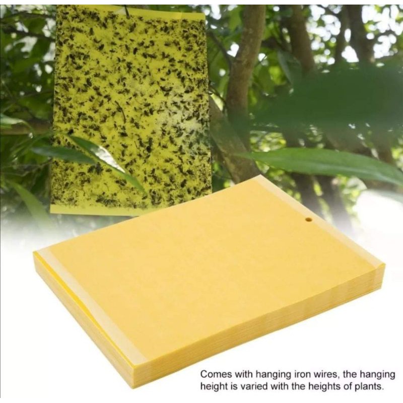 PHANTIRA- Insect glue sheet/ Serranga Gum Kepinganสติกเกอร์ ล่อแมลง ...