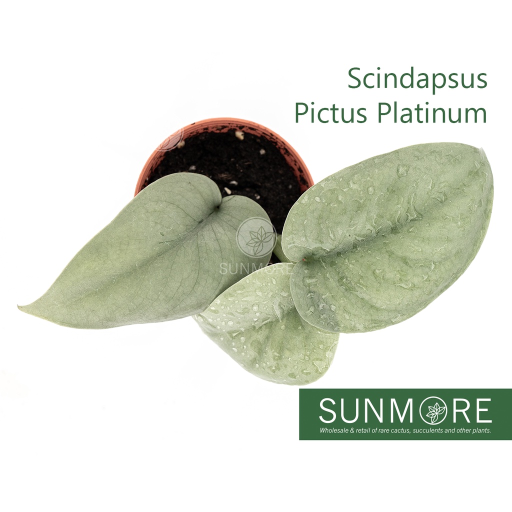 Sunmore | Scindapsus Pictus Platinum aka Silver Hero (Rare/Imported ...