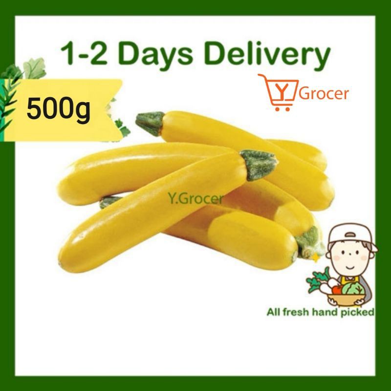 Yellow Zucchini / Zukini Kuning / 黄色葫芦 500g | Shopee Malaysia