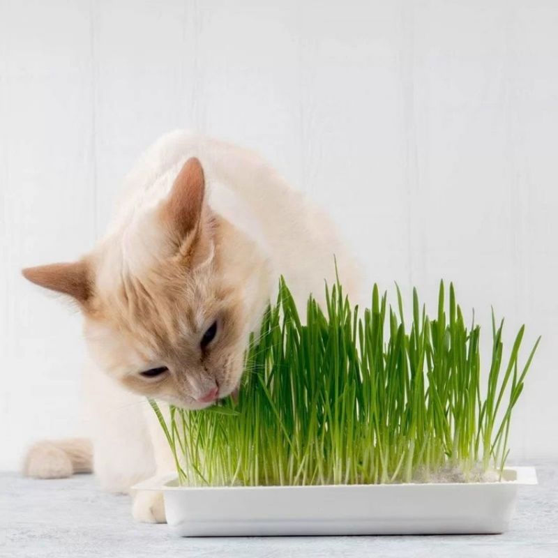 soilless cat grass planting without pollution biji benih rumput kucing ...