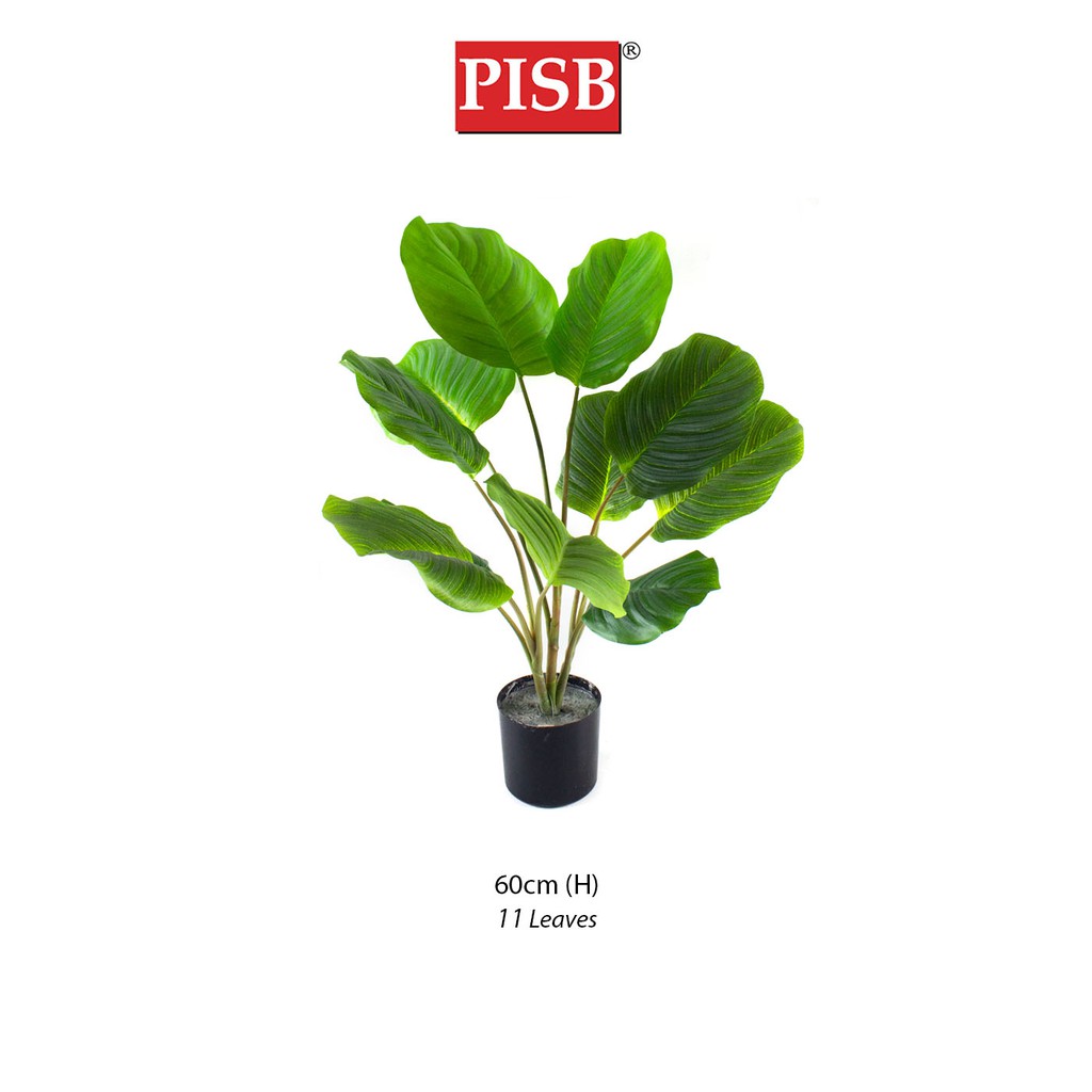 S2036 60CM Fiddle Fig Tree Shopee Malaysia